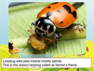 Ladybug eats pest insects mostly aphids.
This is the reason ladybug called as farmer’s friend.

 