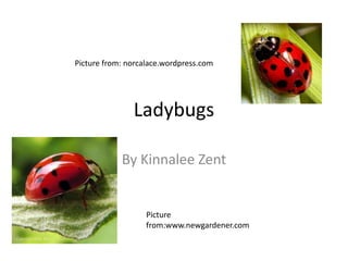 Ladybugs
By Kinnalee Zent
Picture
from:www.newgardener.com
Picture from: norcalace.wordpress.com
 