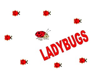   LADYBUGS Here are some neat facts about ladybugs.                         There are nearly 5,000 different kinds of ladybugs worldwide and 400  which live in North America.  A female ladybug will lay more than 1000 eggs in her lifetime. A ladybug beats its wings 85 times a second when it flies. Aphids are a ladybug's favorite food.  Ladybugs chew from side to side and not up and down like people do. A gallon jar will hold from 72,000 to 80,000 ladybugs. Ladybugs make a chemical that smells and tastes terrible so that birds and other predators won't eat them. If you squeeze a ladybug it will bite you, but the bite won't hurt. The spots on a ladybug fade as the ladybug gets older. During hibernation, ladybugs feed on their stored fat. Ladybugs won't fly if the temperature is below 55 degrees Fahrenheit. The ladybug is the official state insect of Delaware, Massachusetts, New Hampshire, Ohio, and Tennessee. The male ladybug is usually smaller than the female. The Asian Lady Beetle can live up to 2-3 years if the conditions are right. There are nearly 5,000 different kinds of ladybugs worldwide and 400  which live in North America.       A female ladybug will lay more than 1000 eggs in her lifetime.      A ladybug beats its wings 85 times a second when it flies.      Aphids are a ladybug's favorite food.       Ladybugs chew from side to side and not up and down like people do.      A gallon jar will hold from 72,000 to 80,000 ladybugs.      The spots on a ladybug fade as the ladybug gets older.      During hibernation, ladybugs feed on their stored fat.      Ladybugs won't fly if the temperature is below 55 degrees Fahrenheit.      The ladybug is the official state insect of Delaware, Massachusetts, New Hampshire, Ohio, and Tennessee.      The male ladybug is usually smaller than the female.      The Asian Lady Beetle can live up to 2-3 years if the conditions are right.      There are nearly 5,000 different kinds of ladybugs worldwide and 400  which live in North America.  A female ladybug will lay more than 1000 eggs in her lifetime.      A ladybug beats its wings 85 times a second when it flies.      Aphids are a ladybug's favorite food.       Ladybugs chew from side to side and not up and down like people do.      A gallon jar will hold from 72,000 to 80,000 ladybugs.      The spots on a ladybug fade as the ladybug gets older.      During hibernation, ladybugs feed on their stored fat.      Ladybugs won't fly if the temperature is below 55 degrees Fahrenheit.      The ladybug is the official state insect of Delaware, Massachusetts, New Hampshire, Ohio, and Tennessee.      The male ladybug is usually smaller than the female.      The Asian Lady Beetle can live up to 2-3 years if the conditions are right.      