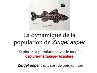 La dynamique de la population de   Zingel asper Explorer sa population avec le modèle capture-marquage-recapture    Zingel asper  :  une sort de poisson rare   
