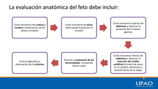 La evaluación anatómica del feto debe incluir:
Corte transverso del cráneo y
cerebro y observación de los
plexos coroideos
Corte transverso de tórax
observando la posición el
corazón
Corte transverso superior de
abdomen y observar la
presencia de la cámara
gástrica
Corte transverso inferior de
abdomen y observar la
inserción del cordón
umbilical (número de vasos
en el cordón), dimensión y
características de la vejiga.
Posición y evaluación de las
extremidades, incluyendo
manos y pies
Corte longitudinal y
observación de la columna
 