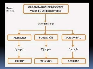organizacion de los seres vivos en un ecosistema | PPTX