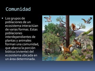 organizacion de los seres vivos en un ecosistema | PPTX