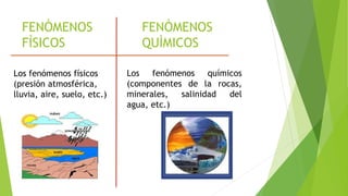 FENÒMENOS 
FÌSICOS 
FENÒMENOS 
QUÌMICOS 
Los fenómenos físicos 
(presión atmosférica, 
lluvia, aire, suelo, etc.) 
Los fenómenos químicos 
(componentes de la rocas, 
minerales, salinidad del 
agua, etc.) 
 