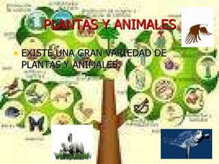 PLANTAS Y ANIMALES EXISTE UNA GRAN VARIEDAD DE PLANTAS Y ANIMALES. 