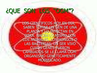 ¿QUE  SON  LOS  “OGM”? LOS CIENTIFICOS HOY EN DIA, SABEN TOMAR UN GEN DE UNA PLANTA Y LO INYECTAN EN OTRA. HACEN LO MISMO CON LOS ANIMALES, LOS HONGOS O LAS BACTERIAS. UN SER VIVO CUYOS GENES FUERON CAMBIADOS SE LE LLAMA OGM: ORGANISMO GENETICAMENTE MODIFICADO. 