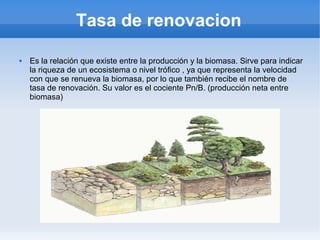 Tasa de renovacion
 Es la relación que existe entre la producción y la biomasa. Sirve para indicar
la riqueza de un ecosistema o nivel trófico , ya que representa la velocidad
con que se renueva la biomasa, por lo que también recibe el nombre de
tasa de renovación. Su valor es el cociente Pn/B. (producción neta entre
biomasa)
 
