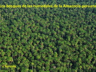 1. Aguajales
Los bosques de las humedales de la Amazonia peruana
 