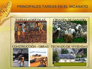 PRINCIPALES TAREAS EN EL INCANATO TAREAS AGRÍCOLAS CRIANZA DE GANADO CONSTRUCCIÓN - OBRAS TECHADO DE VIVIENDAS 