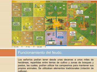 Los señoríos podían tener desde unas decenas a unos miles de
hectáreas, repartidas entre tierras de cultivo y zonas de bosques y
pastos, las cuales, podían utilizar los campesinos para mantener sus
propios animales. Se utilizaban elementos tradicionales (rotación de
cultivos).
Funcionamiento del feudo.
 