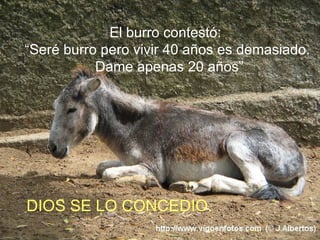 El burro contestó: “ Seré burro pero vivir 40 años es demasiado. Dame apenas 20 años” DIOS SE LO CONCEDIO. 