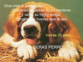 Dios creó al perro y dijo: “ Cuidarás las cosas de los hombres  y serás su mejor amigo;  comerás los huesos que te den. Vivirás 25 años. SERAS PERRO” 