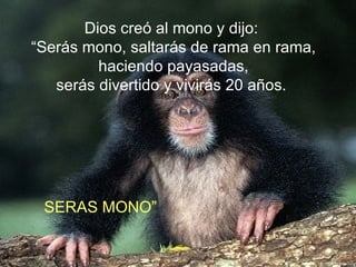 Dios creó al mono y dijo: “ Serás mono, saltarás de rama en rama, haciendo payasadas,  serás divertido y vivirás 20 años. SERAS MONO” 