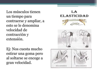 Los músculos tienen
un tiempo para
contraerse y ampliar, a
esto se le denomina
velocidad de
contracción y
extensión.
Ej: Nos cuesta mucho
estirar una goma pero
al soltarse se encoge a
gran velocidad.
 