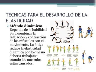 TECNICAS PARA EL DESARROLLO DE LA
ELASTICIDAD
Método dinámico:
Depende de la habilidad
para combinar la
relajación y contracción
de los músculos con el
movimiento. La fatiga
reduce la elasticidad
dinámica por lo que no
debería trabajarse
cuando los músculos
están cansados.
 