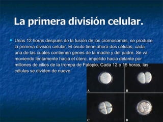   Unas 12 horas después de la fusión de los cromosomas, se produce
    la primera división celular. El óvulo tiene ahora dos células, cada
    una de las cuales contienen genes de la madre y del padre. Se va
    moviendo lentamente hacia el útero, impelido hacia delante por
    millones de cilios de la trompa de Falopio. Cada 12 o 15 horas, las
    células se dividen de nuevo.
 