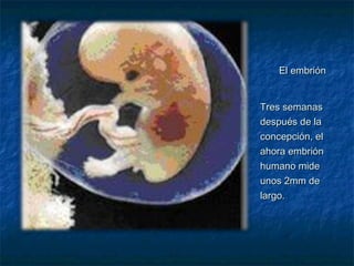 El embrión


Tres semanas
después de la
concepción, el
ahora embrión
humano mide
unos 2mm de
largo.
 