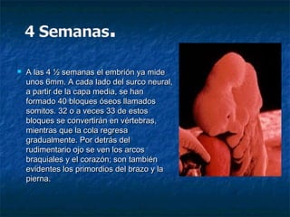    A las 4 ½ semanas el embrión ya mide
    unos 6mm. A cada lado del surco neural,
    a partir de la capa media, se han
    formado 40 bloques óseos llamados
    somitos. 32 o a veces 33 de estos
    bloques se convertirán en vértebras,
    mientras que la cola regresa
    gradualmente. Por detrás del
    rudimentario ojo se ven los arcos
    braquiales y el corazón; son también
    evidentes los primordios del brazo y la
    pierna.
 