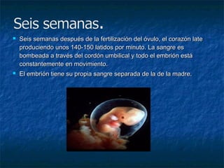    Seis semanas después de la fertilización del óvulo, el corazón late
    produciendo unos 140-150 latidos por minuto. La sangre es
    bombeada a través del cordón umbilical y todo el embrión está
    constantemente en movimiento.
   El embrión tiene su propia sangre separada de la de la madre.
 
