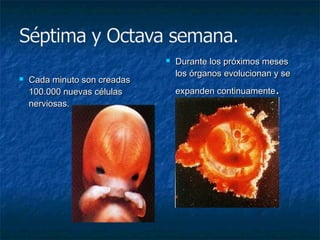    Durante los próximos meses
                                  los órganos evolucionan y se
   Cada minuto son creadas
    100.000 nuevas células        expanden continuamente  .
    nerviosas.
 