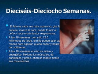   El feto es cada vez más expresivo, gira la
    cabeza, mueve la cara, puede fruncir el
    ceño y hace movimientos respiratorios.
   A las 16 semanas, con sólo 12.5
    milímetros de largo, el niño puede usar las
    manos para agarrar, puede nadar y hasta
    dar volteretas.
   A las 18 semanas el niño es activo y
    energético, flexiona los músculos, da
    puñetazos y patea, ahora la madre siente
    sus movimientos.
 