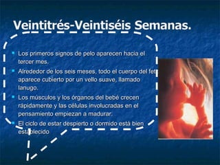    Los primeros signos de pelo aparecen hacia el
    tercer mes.
   Alrededor de los seis meses, todo el cuerpo del feto
    aparece cubierto por un vello suave, llamado
    lanugo.
   Los músculos y los órganos del bebé crecen
    rápidamente y las células involucradas en el
    pensamiento empiezan a madurar.
   El ciclo de estar despierto o dormido está bien
    establecido
 