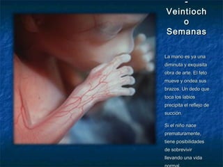 -
Veintioch
    o
Semanas

La mano es ya una
diminuta y exquisita
obra de arte. El feto
mueve y ondea sus
brazos. Un dedo que
toca los labios
precipita el reflejo de
succión.

Si el niño nace
prematuramente,
tiene posibilidades
de sobrevivir
llevando una vida
 