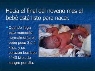  Cuando   llega
 este momento,
 normalmente el
 bebé pesa 3 ó 4
 kilos, y su
 corazón bombea
 1140 kilos de
 sangre por día.
 