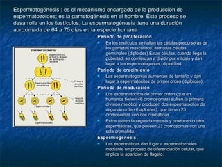 Espermatogénesis : es el mecanismo encargado de la producción de
espermatozoides; es la gametogénesis en el hombre. Este proceso se
desarrolla en los testículos. La espermatogénesis tiene una duración
aproximada de 64 a 75 días en la especie humana
                                 Periodo de proliferación
                                   En los testículos se hallan las células precursoras de
                                    los gametos masculinos, llamadas células
                                    germinales (diploides).Estas células, cuando llega la
                                    pubertad, se comienzan a dividir por mitosis y dan
                                    lugar a las espermatogonias (diploides).
                                 Periodo de crecimiento
                                   Las espermatogonias aumentan de tamaño y dan
                                    lugar a espermatocitos de primer orden (diploides).
                                 Periodo de maduración
                                   Los espermatocitos de primer orden (que en
                                    humanos tienen 46 cromosomas) sufren la primera
                                    división meiótica y producen dos espermatocitos de
                                    segundo orden (haploides), que tienen 23
                                    cromosomas con dos cromátidas.
                                   Estos sufren la segunda meiosis y producen cuatro
                                    espermáticas, que poseen 23 cromosomas con una
                                    sola cromátida.
                                 Espermiogenesis
                                   Las espermáticas dan lugar a espermatozoides
                                    mediante un proceso de diferenciación celular, que
                                    implica la aparición de flagelo.
 
