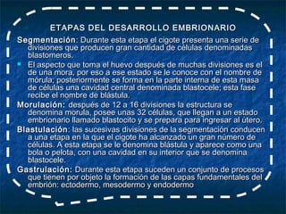 ETAPAS DEL DESARROLLO EMBRIONARIO
Segmentación : Durante esta etapa el cigote presenta una serie de
  divisiones que producen gran cantidad de células denominadas
  blastomeros.
 El aspecto que toma el huevo después de muchas divisiones es el
  de una mora, por eso a ese estado se le conoce con el nombre de
  mórula; posteriormente se forma en la parte interna de esta masa
  de células una cavidad central denominada blastocele; esta fase
  recibe el nombre de blástula.
Morulación: después de 12 a 16 divisiones la estructura se
  denomina morula, posee unas 32 células, que llegan a un estado
  embrionario llamado blastocito y se prepara para ingresar al útero.
Blastulación : las sucesivas divisiones de la segmentación conducen
  a una etapa en la que el cigote ha alcanzado un gran número de
  células. A esta etapa se le denomina blástula y aparece como una
  bola o pelota, con una cavidad en su interior que se denomina
  blastocele.
Gastrulación: Durante esta etapa suceden un conjunto de procesos
  que tienen por objeto la formación de las capas fundamentales del
  embrión: ectodermo, mesodermo y endodermo
 