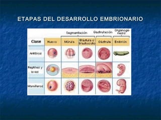 ETAPAS DEL DESARROLLO EMBRIONARIO
 