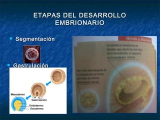 ETAPAS DEL DESARROLLO
                EMBRIONARIO

   Segmenta ción        Morula ción
                          blastula ción


   Gastrula ción
 