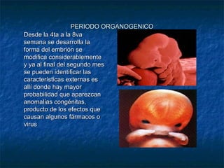 PERIODO ORGANOGENICO
Desde la 4ta a la 8va
semana se desarrolla la
forma del embrión se
modifica considerablemente
y ya al final del segundo mes
se pueden identificar las
características externas es
allí donde hay mayor
probabilidad que aparezcan
anomalías congénitas,
producto de los efectos que
causan algunos fármacos o
virus
 