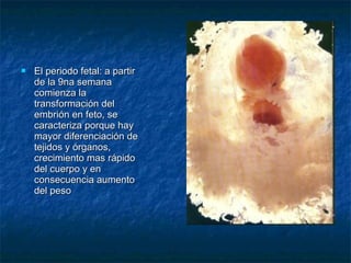    El periodo fetal: a partir
    de la 9na semana
    comienza la
    transformación del
    embrión en feto, se
    caracteriza porque hay
    mayor diferenciación de
    tejidos y órganos,
    crecimiento mas rápido
    del cuerpo y en
    consecuencia aumento
    del peso
 