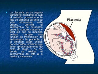    La placenta: es un órgano
    transitorio mediante el cual
    el embrión, posteriormente
    feto se alimenta durante su
    vida    intrauterina,    este
    órgano        permite      el
    intercambio de nutrientes
    entre la sangre materna y
    fetal sin que se mezclen
    ambas,       cumple      una
    función de transmisión de
    anticuerpos la placenta y
    el embrión están unidos
    por el cordón umbilical que
    tiene aproximadamente 60
    cmts de largo y es por
    donde      se    realiza   el
    intercambio del feto al a
    madre y viceversa
 