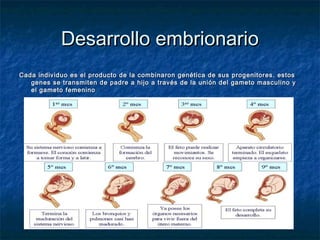 Desarrollo embrionario
Cada individuo es el producto de la combinaron genética de sus progenitores. estos
   genes se transmiten de padre a hijo a través de la unión del gameto masculino y
   el gameto femenino
 