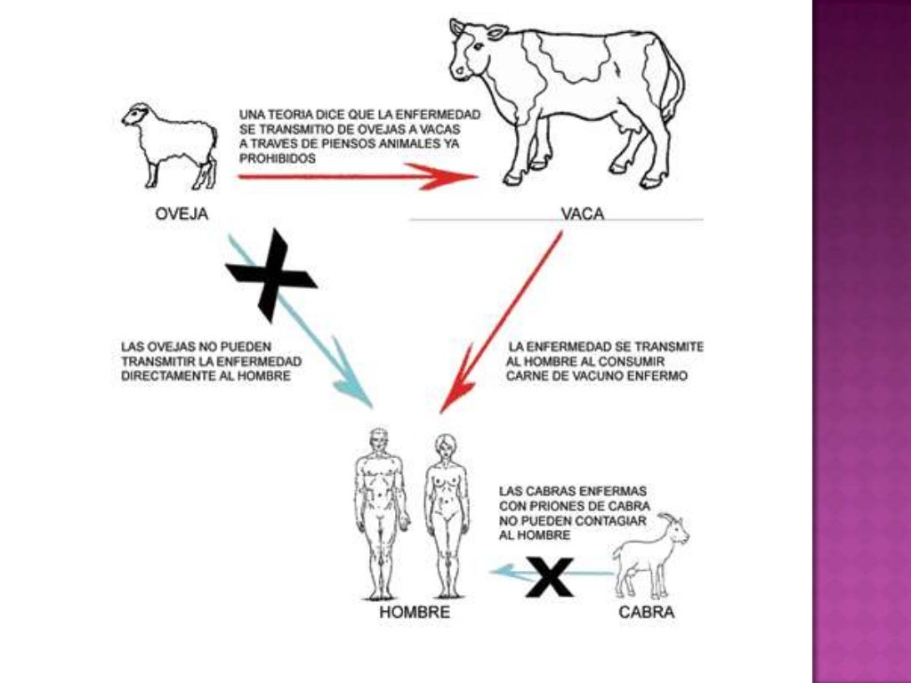 La encefalopatía espongiforme bovina (eeb)