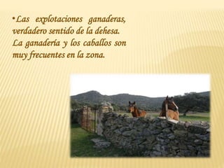 •Las explotaciones ganaderas,
verdadero sentido de la dehesa.
La ganadería y los caballos son
muy frecuentes en la zona.
 
