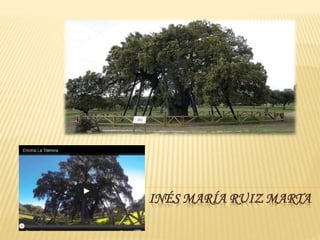 INÉS MARÍA RUIZ MARTA
 