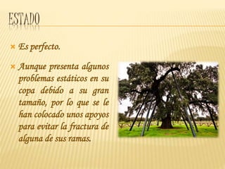 ESTADO
 Es perfecto.
 Aunque presenta algunos
problemas estáticos en su
copa debido a su gran
tamaño, por lo que se le
han colocado unos apoyos
para evitar la fractura de
alguna de sus ramas.
 