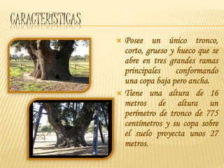 CARACTERÍSTICAS
 Posee un único tronco,
corto, grueso y hueco que se
abre en tres grandes ramas
principales conformando
una copa baja pero ancha.
 Tiene una altura de 16
metros de altura un
perímetro de tronco de 775
centímetros y su copa sobre
el suelo proyecta unos 27
metros.
 