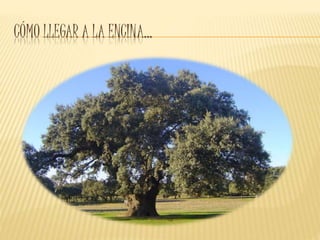 CÓMO LLEGAR A LA ENCINA…
 
