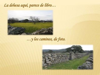 La dehesa aquí, parece de libro…
…y los caminos, de foto.
 