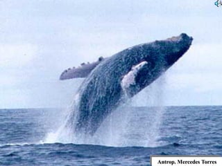 Antrop. Mercedes Torres
 