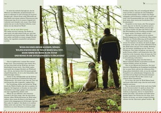 Er meint das indische Springkraut, das im
Wald als rosa blühendes, hochwachsendes Un­
kraut zu erkennen ist und in Europa als invasiver
Neophyt gilt. »Dieses Kraut raubt Nährstoffe aus
dem Boden und nimmt anderen Pflanzenarten den
Lebensraum weg. Es ist in unserer Gegend weit
verbreitet und vermehrt sich rasant. Zum Glück
wächst das nur in sehr feuchten Gebieten, sonst
hätten wir das überall im Wald!«
Jage nur, was du auch töten kannst
Wir laufen auf eine Lichtung. Der Boden ist
sehr weich, ich sinke jedoch nicht ein, weil eine
Grasschicht mich daran hindert. Mein Blick wan­
dert umher und bleibt an einem orangen Haufen
haften, der irgendwie unnatürlich und platziert
aussieht.
»Das ist Apfeltrester«, kommt Nico meiner
Frage zuvor. »Das positioniert man immer dort,
wo man freie Sicht auf das Wild hat, das diese
Köstlichkeit fressen wird.« Nico blickt umher
und macht den einzigen Hochsitz am Waldrand
aus. »Ah ok, sitzt keiner drin! Ich musste gerade
schnell überprüfen, ob wir in der Schussbahn sind
und einen Jäger stören.«
Trester ist das Abfallprodukt aus der Kelterei
und ist ein natürliches Lockmittel für Rehe und
Wildschweine. »Es riecht so gut, dass die Tiere um
sich herum fast alles vergessen«, ergänzt Nico.
Die Vorstellung, alleine und fernab der Wege
durch den Wald zu laufen oder dort zu spielen, ist
magisch. Im Gegensatz zu Kanada, wo man unter
Umständen von Cougars gejagt wird, ist das bei
uns eher ungefährlich, denken viele.
»Wenn dir ein süßlicher, sehr intensiver
Gestank in die Nase steigt, oder du eines dieser
kleinen, süßen Wildschweinchen im Wald sehen
solltest, dann nimm die Beine in die Hand und
renne in die entgegengesetzte Richtung!«, legt mir
Nico nahe. Er ergänzt: »Die Bache ist in solchen
Fällen nicht weit und diese Tiere können ausge­
wachsen in so einer Situation zu einem großen
Wenn du eines dieser kleinen, süssen
Wildschweinchen im Wald sehen solltest,
dann nimm die Beine in die Hand
und renne in die entgegengesetzte Richtung!
52
Wild
Problem werden. Die sich verteidigende Mutter
rennt auf dich zu und haut dir ihre Stoßzähne
in die Innenschenkel. Dort verläuft eine Haupt­
schlagader und du könntest verbluten. Es gab zwar
nicht viele Zusammenstöße hier in der Gegend,
doch wenn, dann waren das Geschichten für’s
Krankenhaus!«
Ich glaube es zwar kaum, aber Nico prognos­
tiziert, dass wir in drei bis vier Jahren auch in
unseren Wäldern wieder Wölfe erwarten kön­
nen. Diese würden sich über den Osten in Ba­
den­Wurthemberg und Vorarlberg ansiedeln und
so immer weiter vorrücken, erklärt er mir.
Die Jagd ist nichts anderes als ein weiterer
Regulierungsprozess im Forstbetrieb. Man schützt
Bestände vor Überbevölkerung und Krankheiten.
»Diese Vegikultur hat gute Ansätze, doch
wissen die meisten von denen, die mich als Jäger
kritisieren, nicht, dass ich nicht willkürlich durch
den Wald renne und auf Tiere schieße. Bedeuten­
der Teil meiner Ausbildung war das Töten von
Wildtieren. Dort habe ich gelernt, wie man auf
große Distanz effektiv und schmerzfrei tötet. Das
reicht bis in die Anatomie, denn ich muss das Tier
ja später ausnehmen und das Fleisch für die Wei­
terverarbeitung vorbereiten.«
Der Spaziergang neigt sich dem Ende zu.
Meine Gedanken bleiben noch haften an diesem
schönen Erlebnis mitten im Grünen.
Nico ist ein Mensch der Kontraste. Der bunt
tätowierte Muskelberg mit Kampfsportausbildung,
der in seiner Kutte und mit der schwarzen Klei­
dung nahezu bedrohlich wirkt, ist aus der anderen
Perspektive ein aufmerksamer Zeitgenosse, der
sich liebevoll um Hund und Freundin kümmert
und mit enormem Wissen über unsere so ge­
schätzte Natur beeindruckt.
Er ist einer, der einst im Wald Hütten baute
und heute selbst dafür sorgt, dass das auch weiter
möglich sein kann.
Nico ist derzeit auf der Suche nach einer Stelle
in der Forstwirtschaft. Er spielt aus dieser Not
heraus mit den Gedanken, ein Maschinenbau­
studium zu beginnen, weil er in seinem Beruf
keinen Job findet. »Ich möchte mal beide Seiten
gesehen haben: Der Förster bin ich schon. Jetzt
möchte ich lernen, wie solche riesigen Erntema­
schinen wie der ›Harvester‹ gebaut werden.«  
53
laendlemagazin.com
 