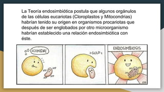 La Teoría endosimbiótica postula que algunos orgánulos
de las células eucariotas (Cloroplastos y Mitocondrias)
habrían tenido su origen en organismos procariotas que
después de ser englobados por otro microorganismo
habrían establecido una relación endosimbiótica con
éste.
 