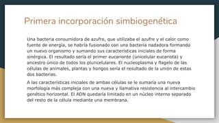 Primera incorporación simbiogenética
Una bacteria consumidora de azufre, que utilizaba el azufre y el calor como
fuente de energía, se habría fusionado con una bacteria nadadora formando
un nuevo organismo y sumando sus características iniciales de forma
sinérgica. El resultado sería el primer eucarionte (unicelular eucariota) y
ancestro único de todos los pluricelulares. El nucleoplasma y flagelo de las
células de animales, plantas y hongos sería el resultado de la unión de estas
dos bacterias.
A las características iniciales de ambas células se le sumaría una nueva
morfología más compleja con una nueva y llamativa resistencia al intercambio
genético horizontal. El ADN quedaría limitado en un núcleo interno separado
del resto de la célula mediante una membrana.
 