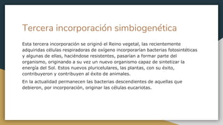 Tercera incorporación simbiogenética
Esta tercera incorporación se originó el Reino vegetal, las recientemente
adquiridas células respiradoras de oxígeno incorporarían bacterias fotosintéticas
y algunas de ellas, haciéndose resistentes, pasarían a formar parte del
organismo, originando a su vez un nuevo organismo capaz de sintetizar la
energía del Sol. Estos nuevos pluricelulares, las plantas, con su éxito,
contribuyeron y contribuyen al éxito de animales.
En la actualidad permanecen las bacterias descendientes de aquellas que
debieron, por incorporación, originar las células eucariotas.
 