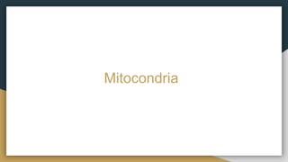 Mitocondria
 
