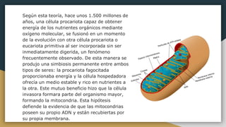 Según esta teoría, hace unos 1.500 millones de
años, una célula procariota capaz de obtener
energía de los nutrientes orgánicos mediante
oxígeno molecular, se fusionó en un momento
de la evolución con otra célula procariota o
eucariota primitiva al ser incorporada sin ser
inmediatamente digerida, un fenómeno
frecuentemente observado. De esta manera se
produjo una simbiosis permanente entre ambos
tipos de seres: la procariota fagocitada
proporcionaba energía y la célula hospedadora
ofrecía un medio estable y rico en nutrientes a
la otra. Este mutuo beneficio hizo que la célula
invasora formara parte del organismo mayor,
formando la mitocondria. Esta hipótesis
defiende la evidencia de que las mitocondrias
poseen su propio ADN y están recubiertas por
su propia membrana.
 